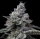 RS11 X Hollywood / FEM / Cookie Fam Genetics