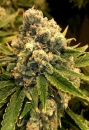 Safety Meeting / REG / Jinxproof Genetics