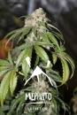 Samsquanch OG / AUTOFEM / Mephisto Genetics