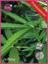 Sedativa CBDV:CBD / FEM / Elite Seeds