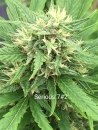 Serious 7 / FEM / Serious Seeds