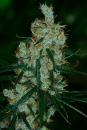 Silver Mountain / REG / Bodhi Seeds