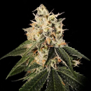 Sour Juice (Crockett Family Farms) / REG / DNA Genetics