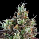 Sour Ripper / AUTOFEM / Ripper Seeds