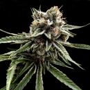 Sour Strawberries (Crockett Family Farms) / REG / DNA...