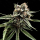 Sour Strawberries (Crockett Family Farms) / REG / DNA Genetics