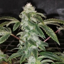 Sowah Sherbert / FEM / Pheno Finder Seeds