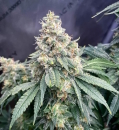 Strawberry Temple / REG / Bodhi Seeds