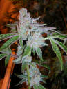 Tahoe OG Kush / FEM / Cali Connection