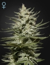 The Church CBD / FEM / Greenhouse Seed Co.