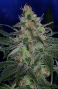 The Void (AKA Purple Apollo) / REG / Subcool Seeds