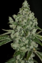 Ultra Sour / FEM / T.H. Seeds