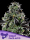 Violet Face / AUTOFEM / Anesia Seeds