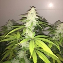 Wedding Cake S1 / FEM / Pheno Finder Seeds