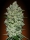 Collection #1 / AUTOFEM 6er / Advanced Seeds