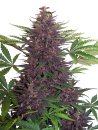 Purple Kush / AUTOFEM 10er / Buddha Seeds