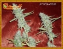 Krippleberry / AUTOFEM 5er / Dr Krippling Seeds