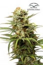 White Widow / AUTOFEM 7er / Dutch Passion