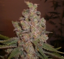 Cheese formerly Funky Skunk / AUTOFEM 10er / Expert Seeds