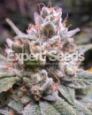 Expert Gorilla / AUTOFEM 10er / Expert Seeds