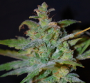 AK / AUTOFEM 10er / Female Seeds