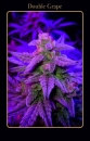 Double Grape (Limited Edition) / AUTOFEM 3er / Mephisto...