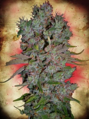 Blueberry Domina / AUTOFEM 2er / Ministry of Cannabis