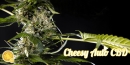Cheesy CBD / AUTOFEM 3er / Philosopher Seeds