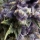 Purple / AUTOFEM 3er / Pyramid Seeds