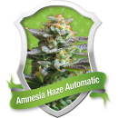 Amnesia Haze / AUTOFEM 3er / Royal Queen Seeds