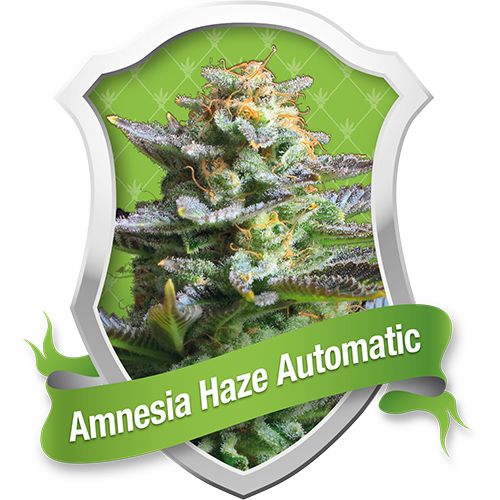 Amnesia Haze / AUTOFEM 10er / Royal Queen Seeds