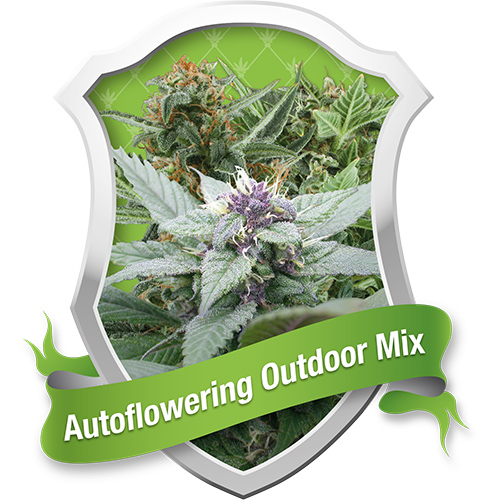 Autoflowering Mix / AUTOFEM 3er / Royal Queen Seeds