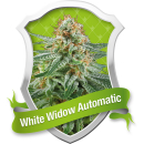 White Widow / AUTOFEM 3er / Royal Queen Seeds