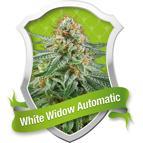 White Widow / AUTOFEM 10er / Royal Queen Seeds