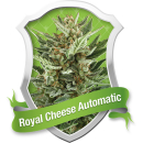 Royal Cheese / AUTOFEM 5er / Royal Queen Seeds