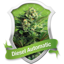 Diesel / AUTOFEM 5er / Royal Queen Seeds