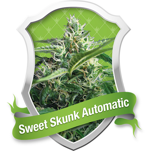 Sweet Skunk / AUTOFEM 5er / Royal Queen Seeds