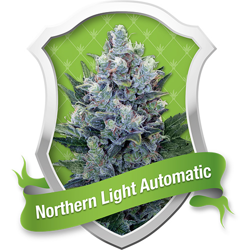 Northern Light / AUTOFEM 3er / Royal Queen Seeds