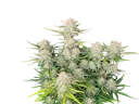 Apricot Auto | AUTOFEM | Fast Buds - Freigestellt 2026-10-08