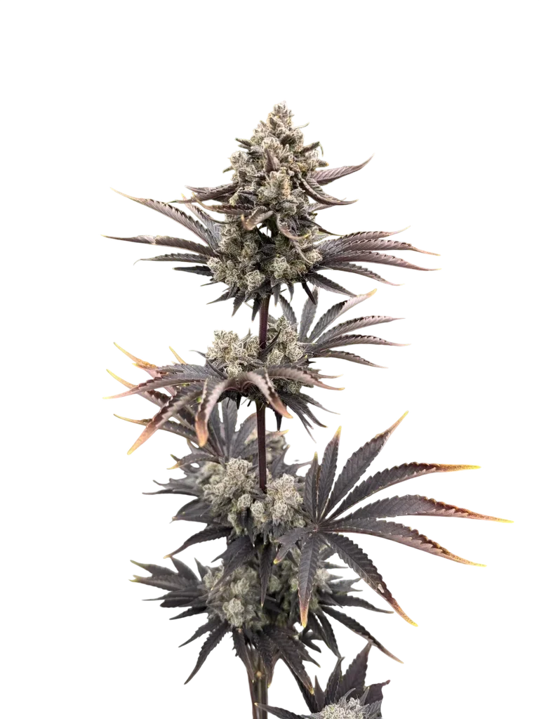 Banana Purple Punch Auto – Galerieansicht