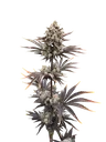 Banana Purple Punch Auto | AUTOFEM | Fast Buds - Freigestellt 2026-10-08