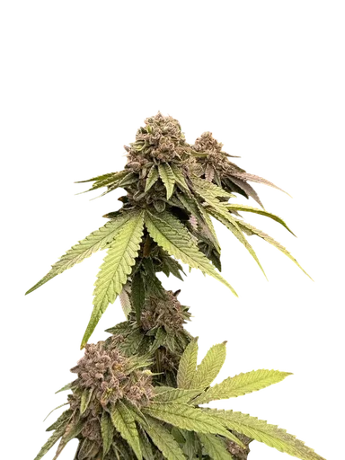 Biscotti Gelato | PHOTOFEM | Fast Buds - Freigestellt 2026-10-08