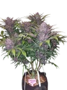 Blackberry Auto | AUTOFEM | Fast Buds - Freigestellt 2026-10-08