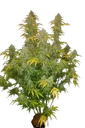 Blue Dream Auto | AUTOFEM | Fast Buds - Freigestellt 2026-10-08