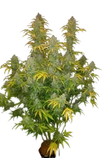 Blue Dream Auto | AUTOFEM | Fast Buds - Freigestellt 2026-10-08