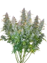 Californian Snow Auto | AUTOFEM | Fast Buds - Freigestellt 2026-10-08