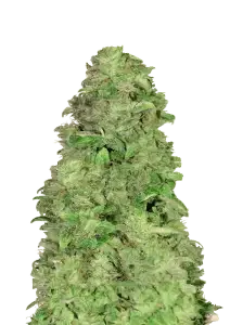 CBD 20:1 Auto | AUTOFEM | Fast Buds - Freigestellt 2026-10-08