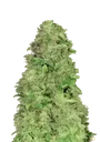 CBD 20:1 Auto | AUTOFEM | Fast Buds - Freigestellt 2026-10-08