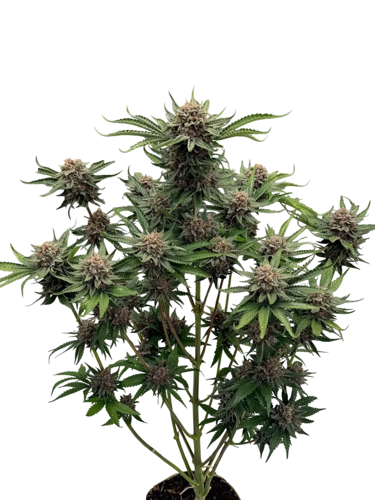 Cherry Cola Auto | AUTOFEM | Fast Buds - Freigestellt 2026-10-08