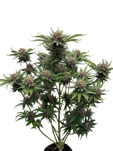 Cherry Cola Auto | AUTOFEM | Fast Buds - Freigestellt 2026-10-08